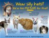 adoptable Cat in , DE named More Mature & Senior Cats (male & female) 2 pages