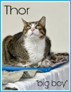 adoptable Cat in  named Thor Willow Grove, PA (FCID# 10/20/23 - 404)