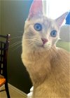 adoptable Cat in wilmington, DE named Rhu: FeLV+ (FCID# 07/17/2023 - 14) R,SN