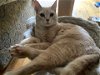 adoptable Cat in wilmington, IL named Rhu: FeLV+ (FCID# 07/17/2023 - 14) R,SN