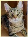 adoptable Cat in wilmington, IL named Blu:  FeLV+ (FCID# 07/17/2023 - 16) R, SN