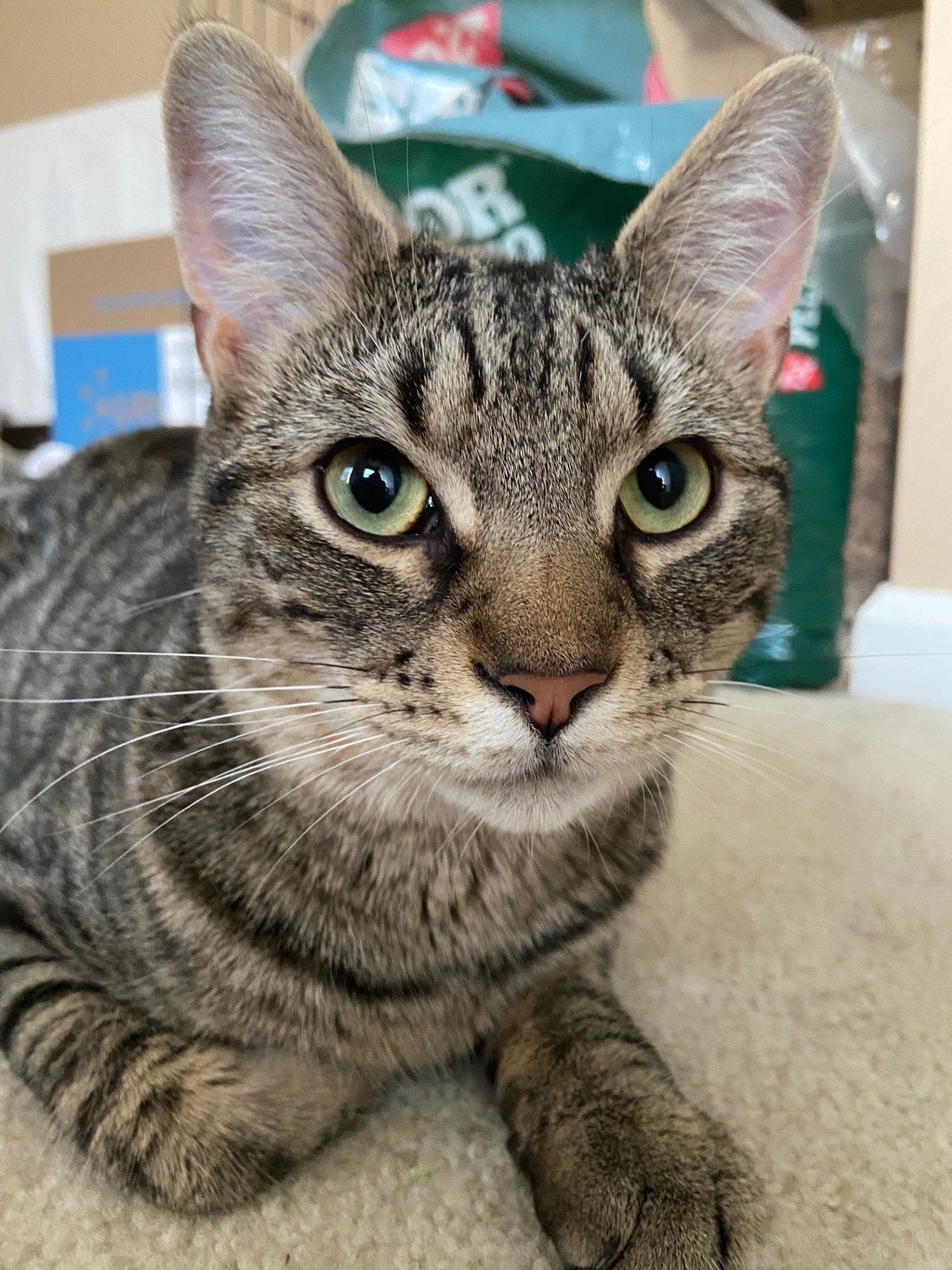 adoptable Cat in Wilmington, DE named Blu:  FeLV+ (FCID# 07/17/2023 - 16) R, SN