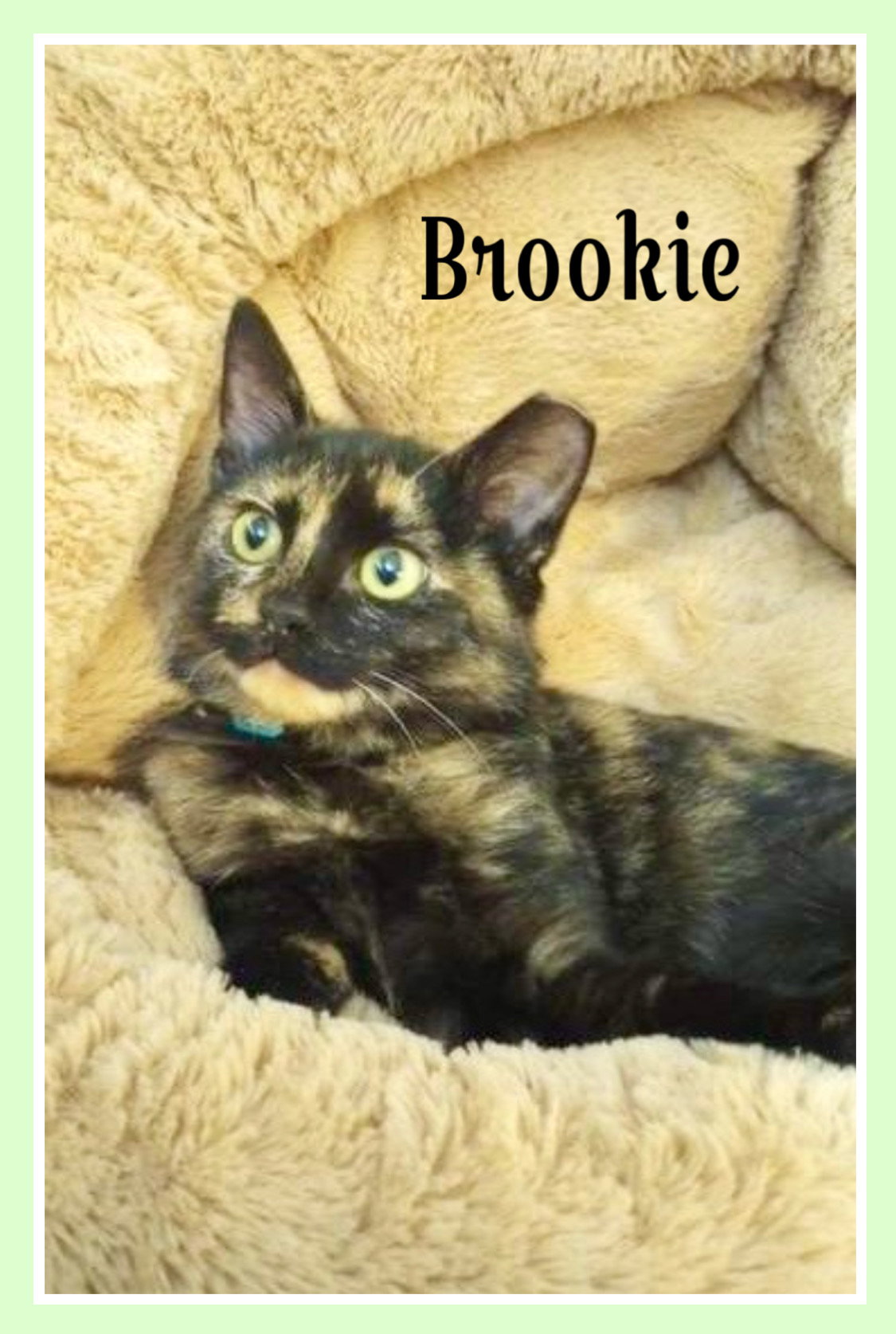 Cat adoption in Willow Grove, PA 19090 Tortoiseshell (short coat) Cat