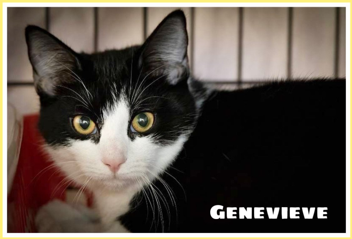 adoptable Cat in Marcus Hook, PA named Genevieve: FeLV+ (FCID# 10/11/2023 - 44)