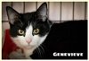 adoptable Cat in  named Genevieve: FeLV+ (FCID# 10/11/2023 - 44)