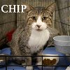 adoptable Cat in  named Chip (FCID# 11/06/2023 - 21) C,SN food