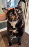 adoptable Cat in , DE named Sweetness (FCID# 11/27/2023 - 15 Brandywine PS)