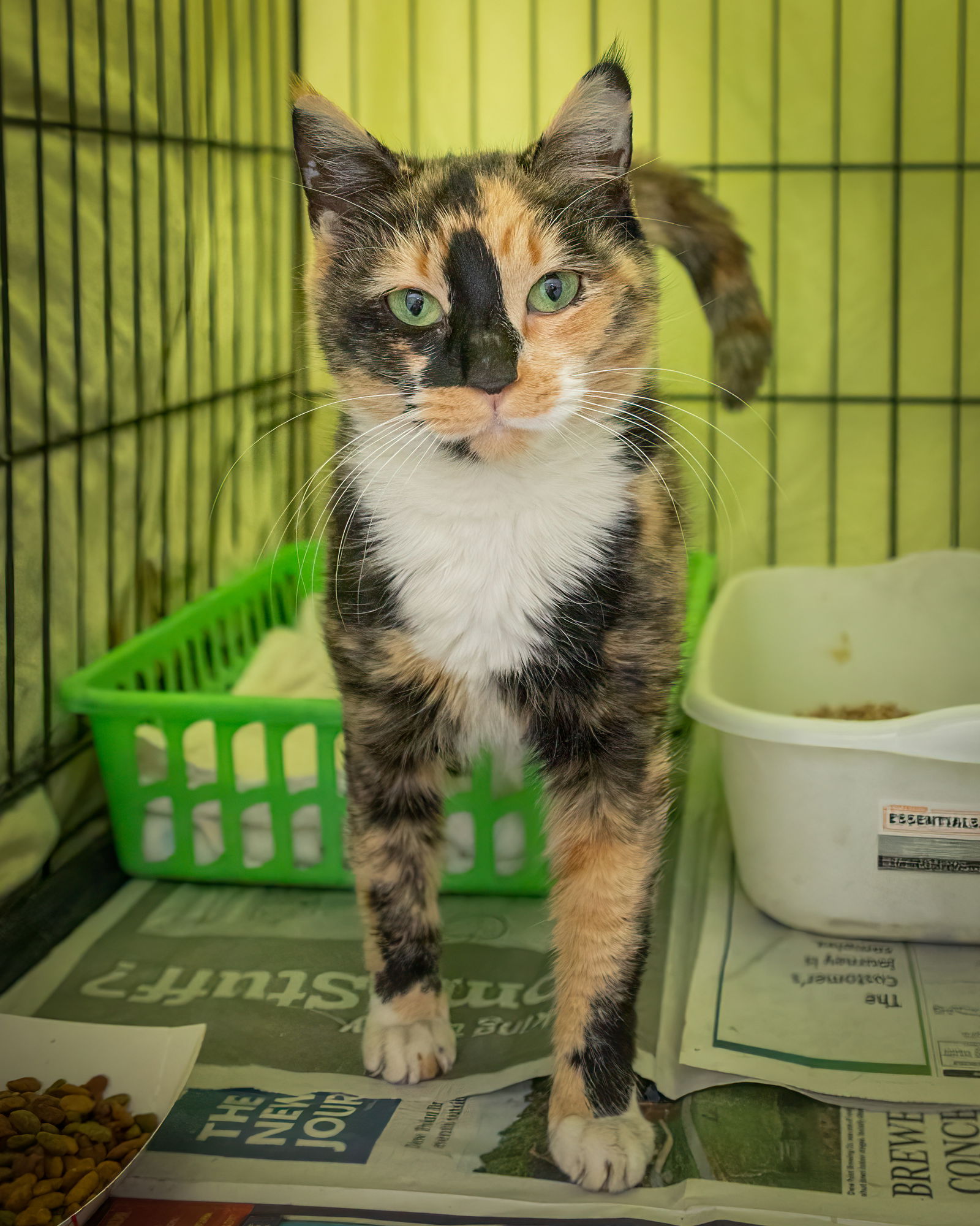 Cats for Adoption in Wilmington, Delaware | Alpha Paw