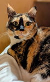 adoptable Cat in , DE named Pamela (FCID# 11/27/2023 - 7 Millsboro PS) C