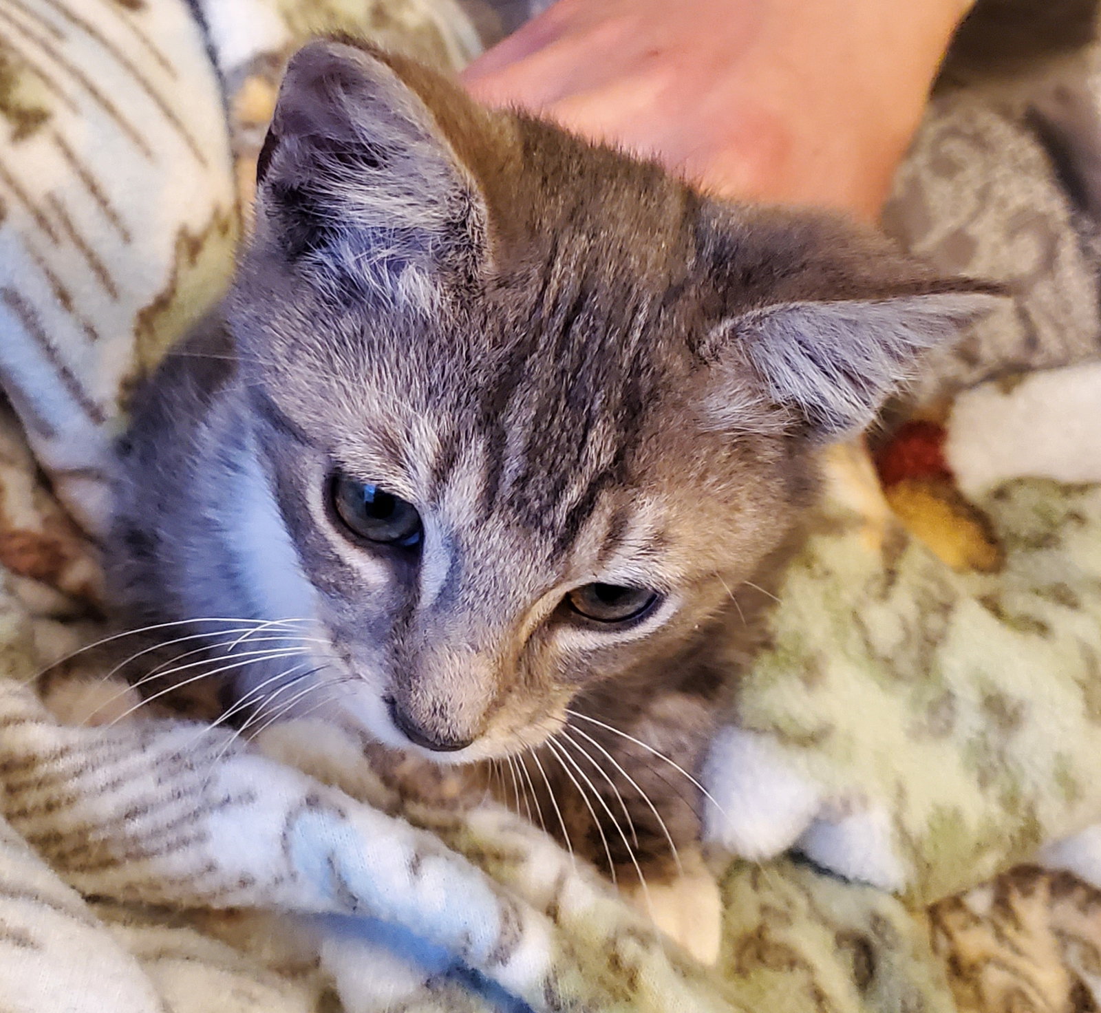 Cats for Adoption in Bear, Delaware Alpha Paw