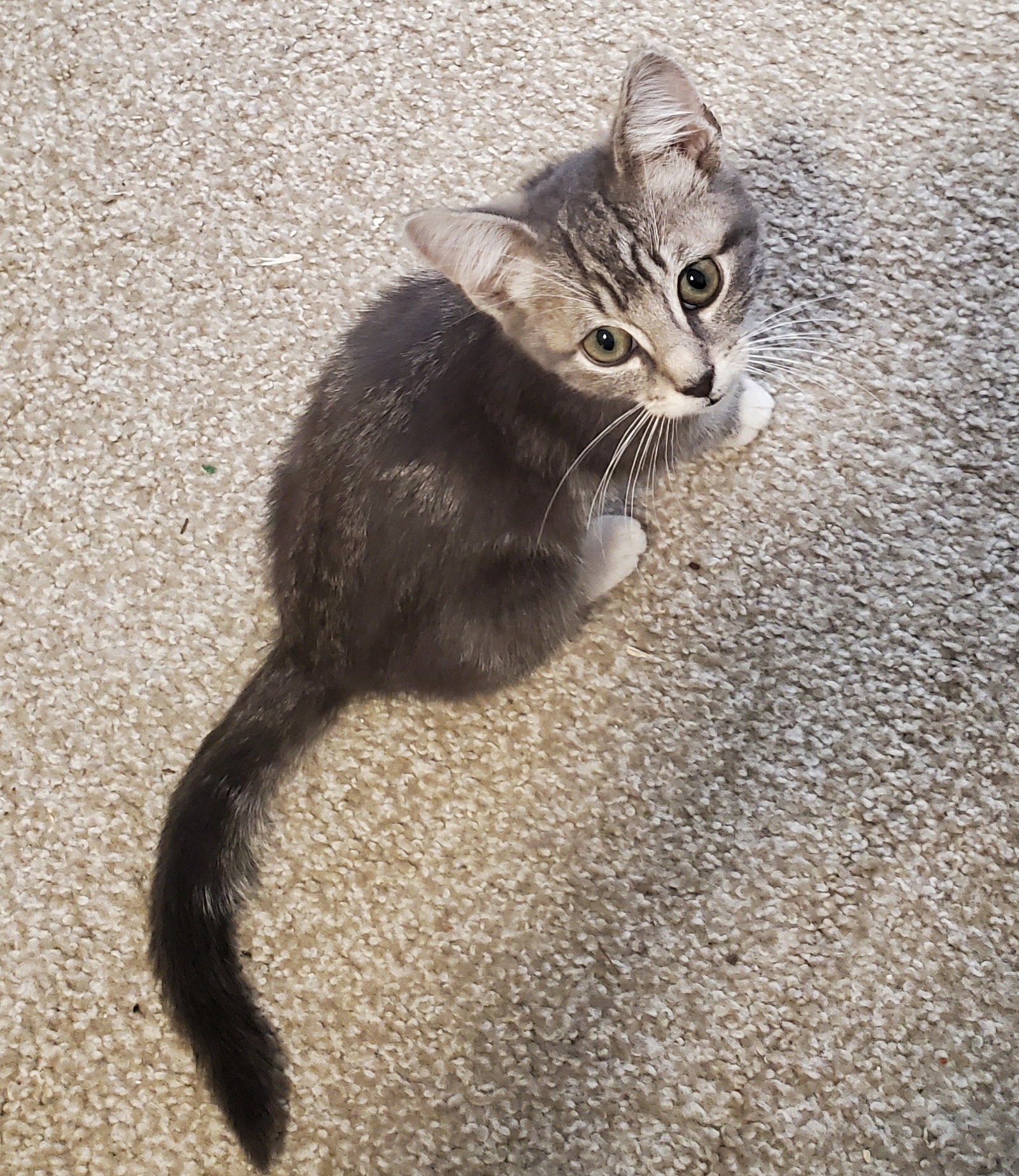 Cats for Adoption in Pike Creek Valley, Delaware Alpha Paw