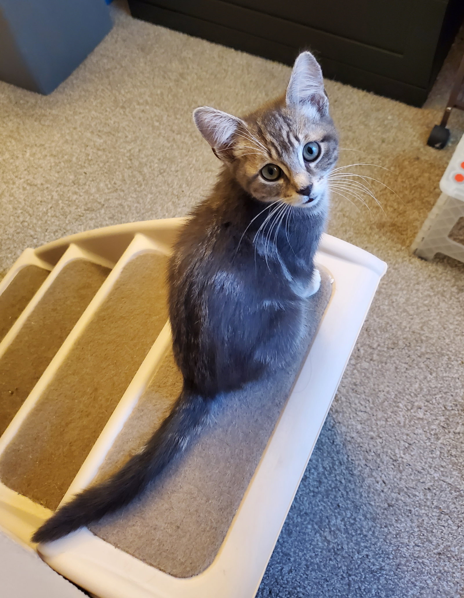 Cats for Adoption in Pike Creek Valley, Delaware Alpha Paw