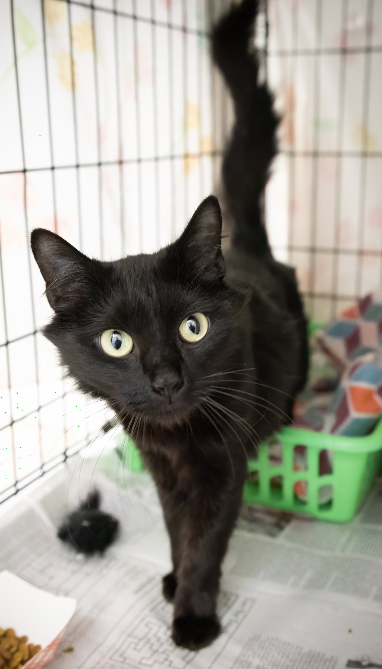 Cats for Adoption in Bear, Delaware Alpha Paw