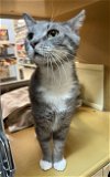 adoptable Cat in , PA named Hamilton (FCID# 12/21/2023 - 68 Glen Mills PS) C