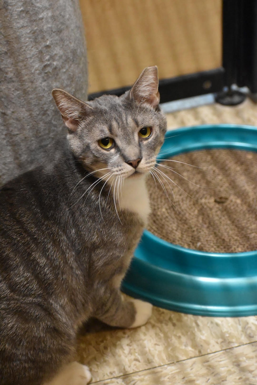 adoptable Cat in Glen Mills, PA named Hamilton (FCID# 12/21/2023 - 68 Glen Mills PS) C