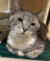 adoptable Cat in  named Hamilton (FCID# 12/21/2023 - 68) C