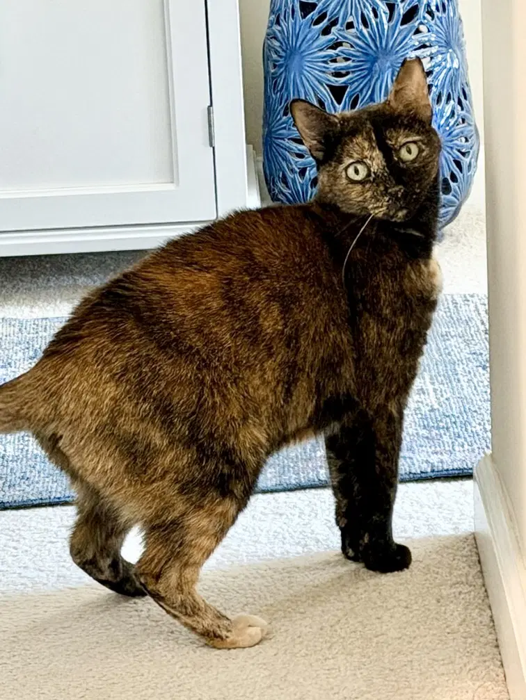 Aurora Willow Grove Area Fcid - - Tortoiseshell