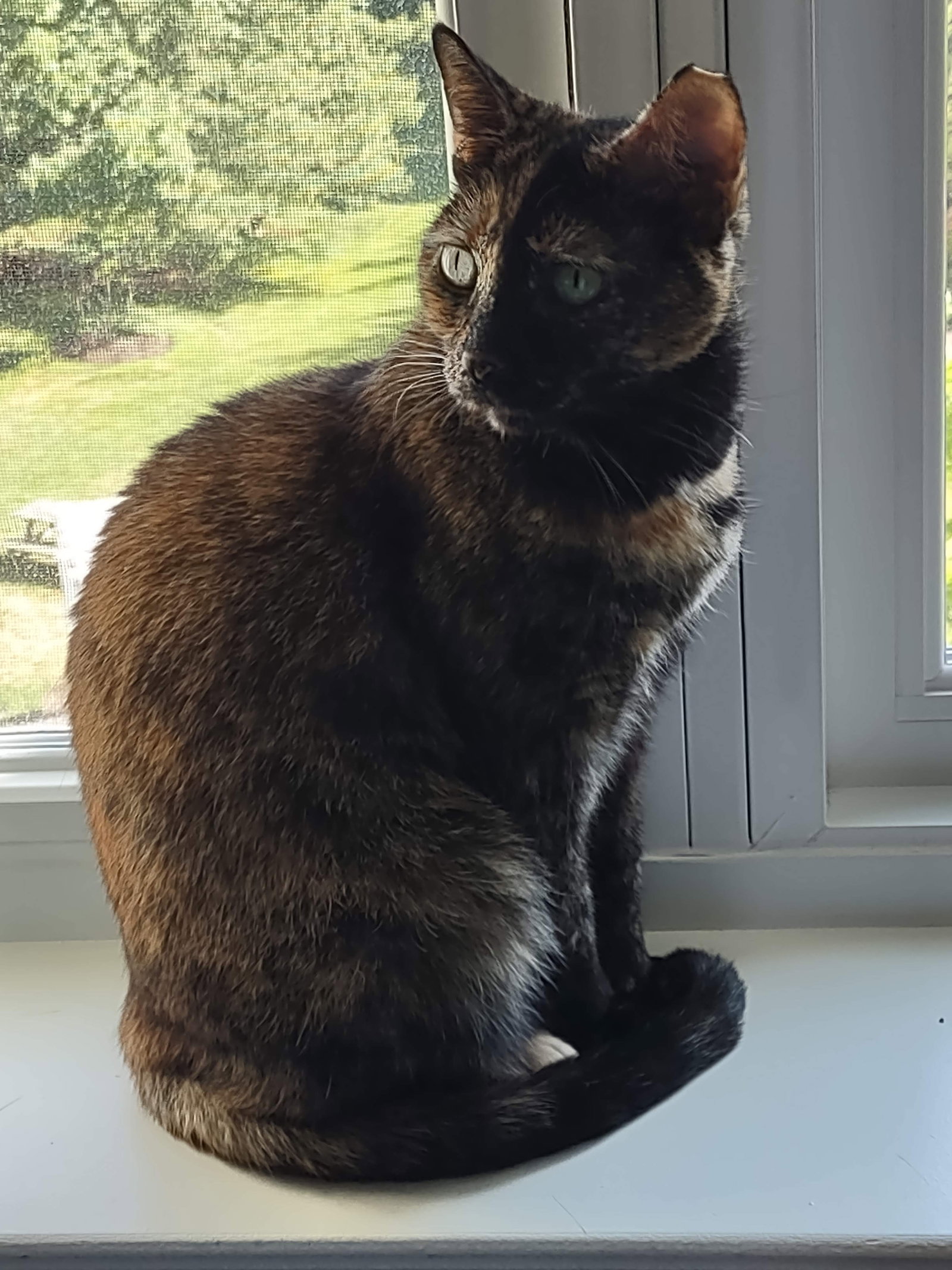 Aurora, Willow Grove Area (FCID 11/08/2023-132)