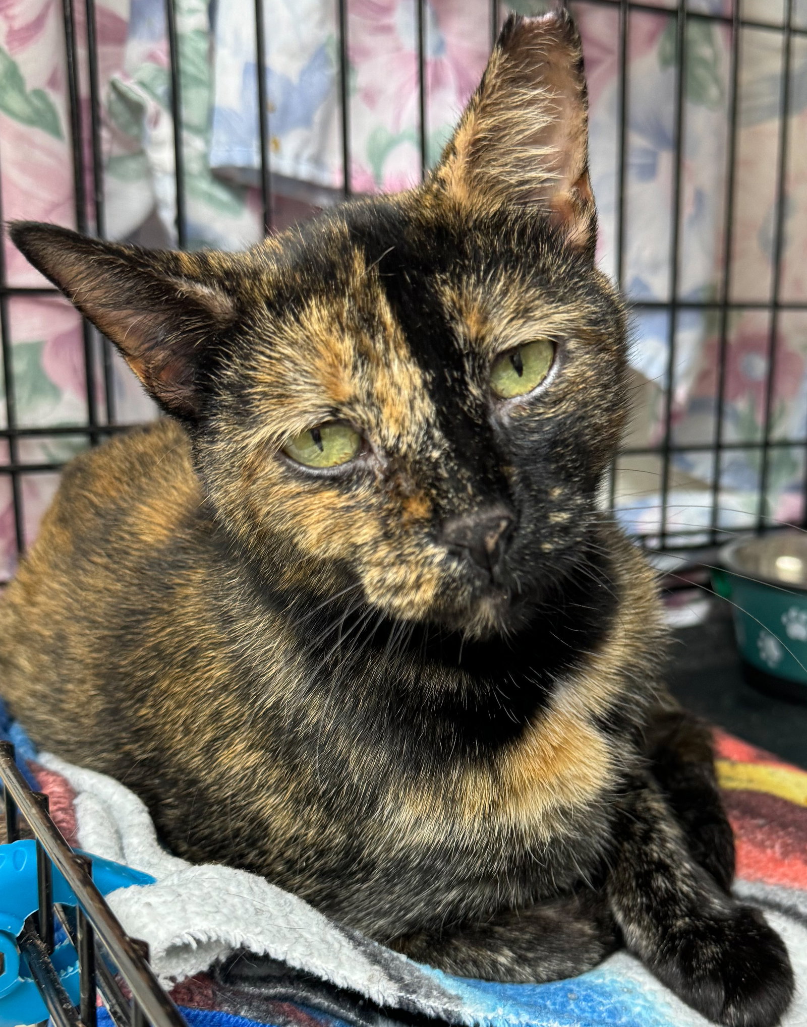 Cats for Adoption in Bernardsville, New Jersey Alpha Paw