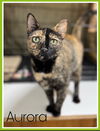 adoptable Cat in Willow Grove, PA named Aurora, Willow Grove Area (FCID 11/08/2023-132)