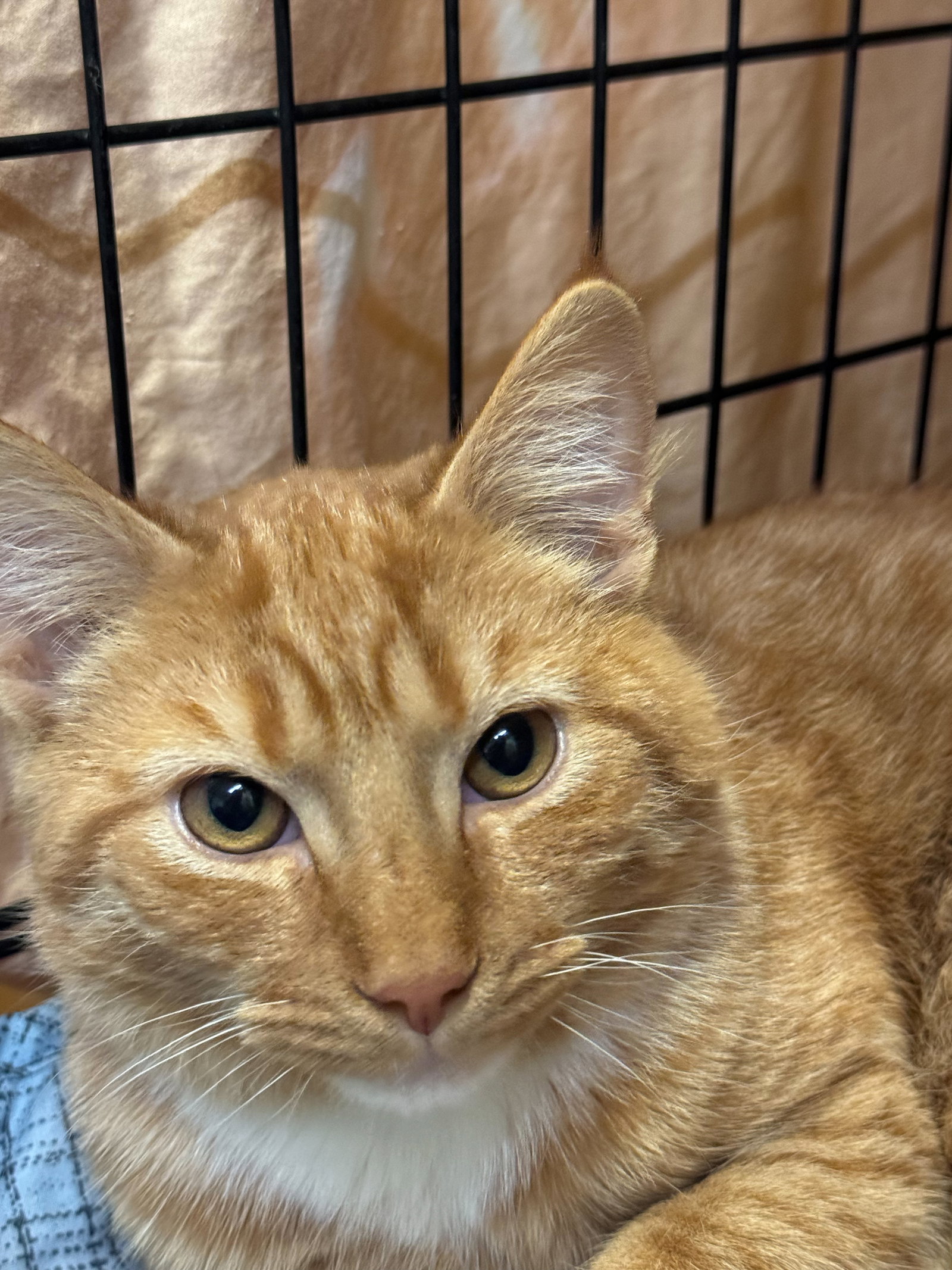 Cats for Adoption in Warren County, New Jersey Alpha Paw