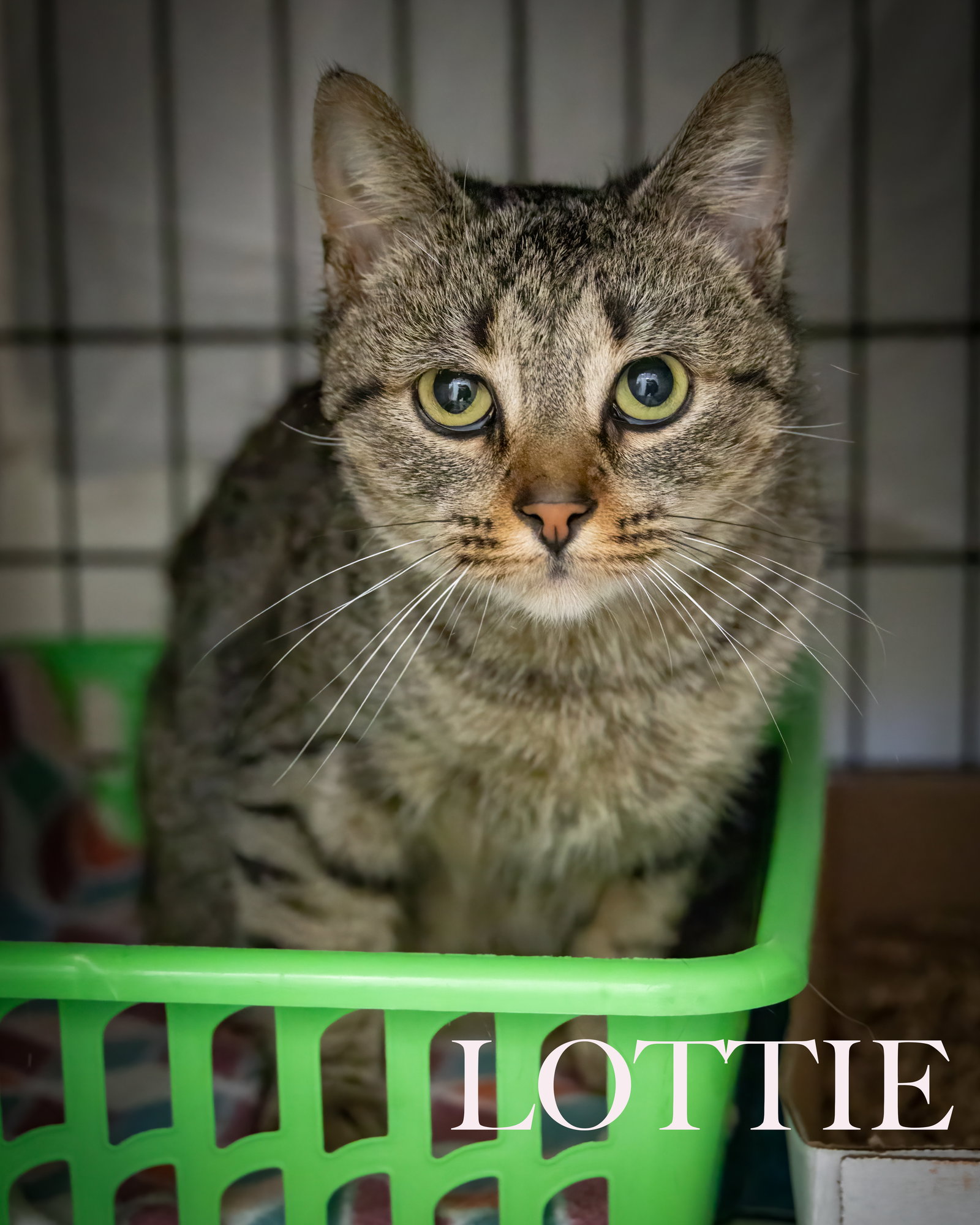 Cats for Adoption in Cumberland County, New Jersey Alpha Paw