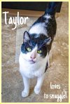 adoptable Cat in , DE named Taylor (FCID# 12/28/2023 - 28 Millsboro PS) C