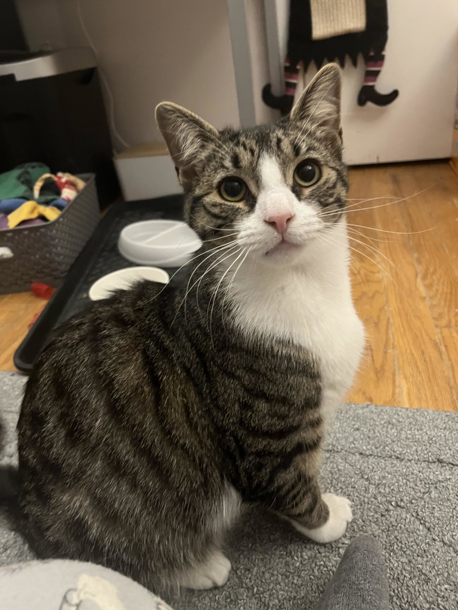 Cats for Adoption in Felton, Delaware Alpha Paw