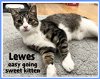 adoptable Cat in , DE named Lewes (FCID# 07/31/23-95) C, SN food
