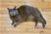 adoptable Cat in wilmington, DE named Axel: Barn Cat (FCID# 02/16/2023 - 92)