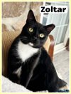 adoptable Cat in abington, PA named Zoltar FeLV+, Willow Grove (FCID# 11/28/23-107) SN