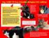 adoptable Cat in , DE named Lovable FeLV+ Kitties