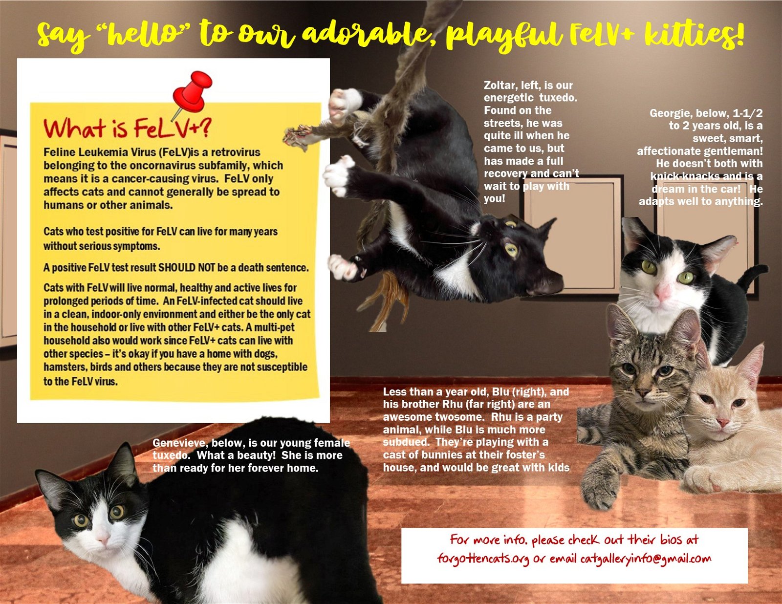 adoptable Cat in Wilmington, DE named Lovable FeLV+ Kitties