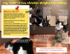 adoptable Cat in wilmington, DE named Lovable FeLV+ Kitties