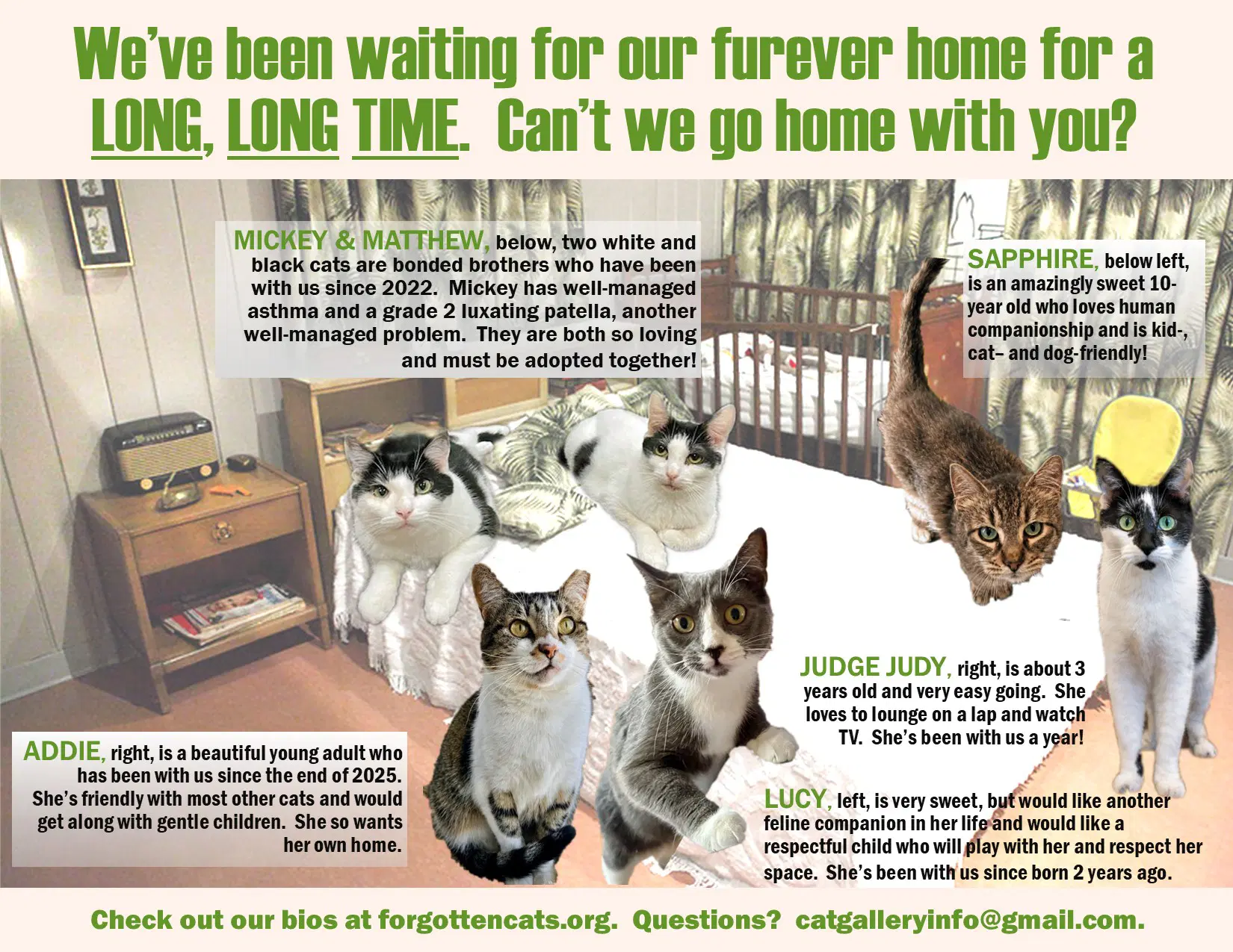 Longer Timers Part  Female  Male - Domestic Short Hair