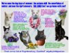 adoptable Cat in wilmington, DE named Longer Timers Part 2: Female & Male