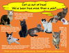 adoptable Cat in , DE named Longer Timers Part 2: Female & Male