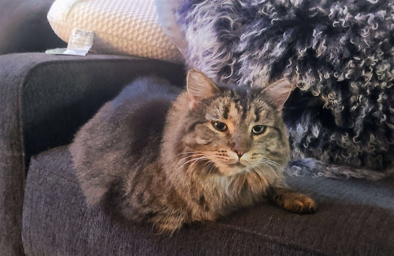 adoptable Cat in Landenberg, PA named Isabelle (FCID# 04/24/2023 - 71) C
