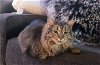 adoptable Cat in  named Isabelle (FCID# 04/24/2023 - 71) C