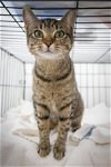 adoptable Cat in , DE named Honey Badger fka Arianna  (FCID# 01/16/2024 - 86)