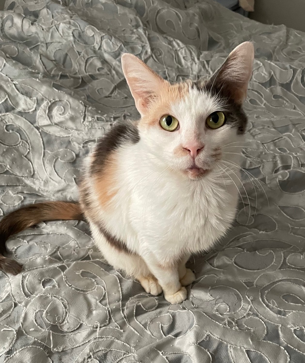 adoptable Cat in Wilmington, DE named Izzy (FCID# 01/15/2024 - 76) C, SN food