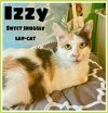 adoptable Cat in wilmington, IL named Izzy (FCID# 01/15/2024 - 76) C, SN food