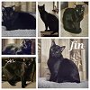 adoptable Cat in , DE named Jin (FCID# 01/15/2024 - 7 Brandywine PS) C