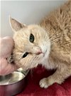 adoptable Cat in  named Lady (FCID# 01/31/2024 - 21) DC