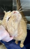 adoptable Cat in us, AR named Rusty (FCID# 02/07/2024 - 12 Trainer)