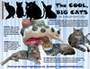Big Cats:  11 pounds+, Part 1 - Photo 1