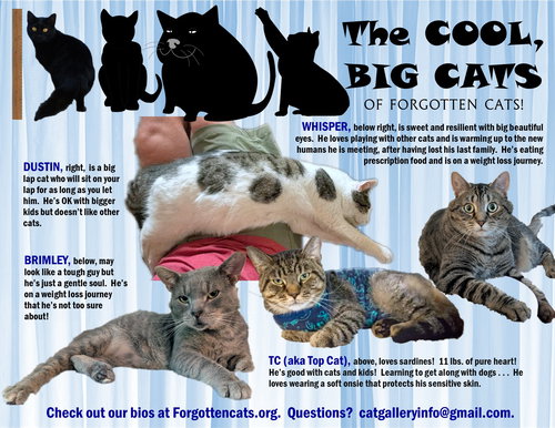 Big Cats:  11 pounds+, Part 1, an adoptable Domestic Short Hair in Greenville, DE