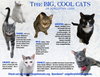 Big Cats:  11+ pounds, Part 1 - Photo 1