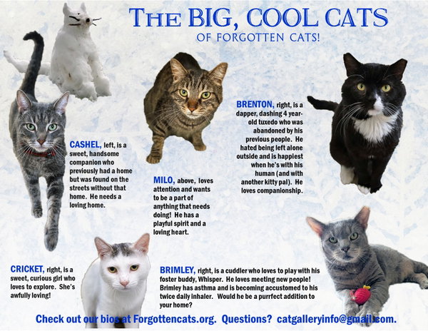 Big Cats:  11+ pounds, Part 1