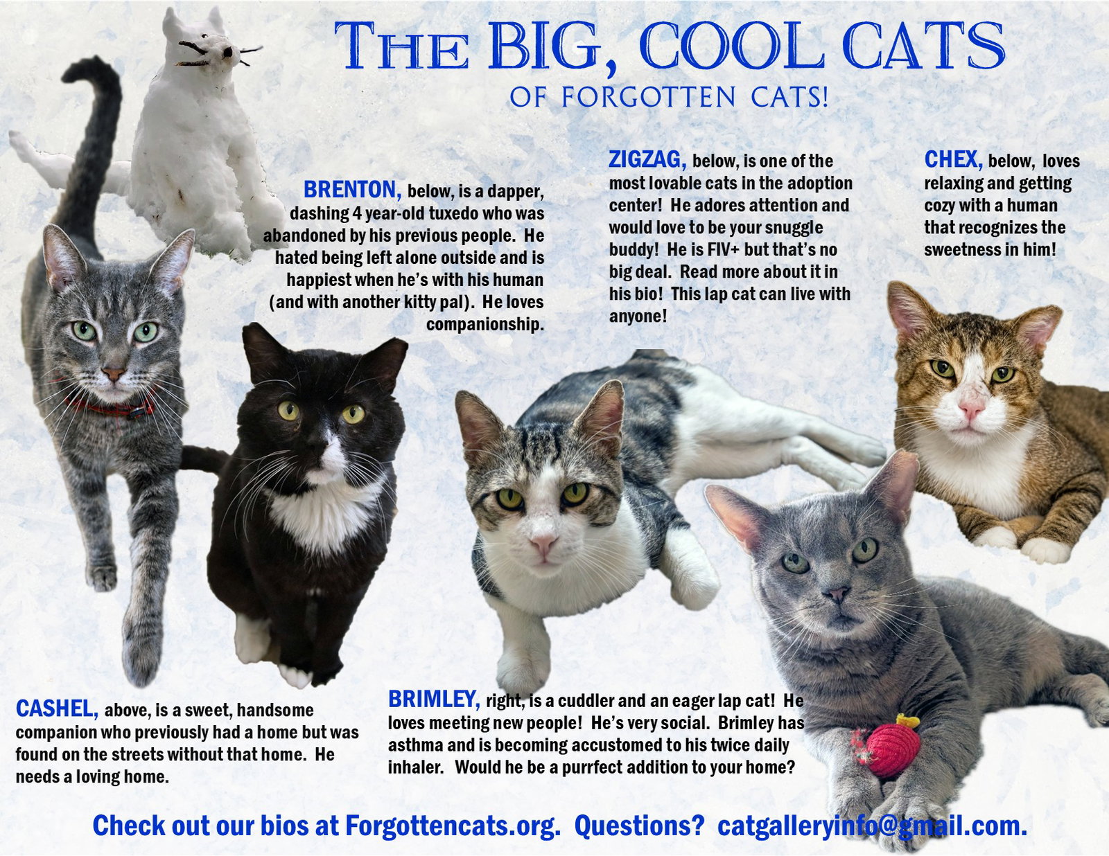 Big Cats: 11+ pounds, Part 1